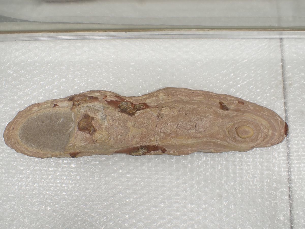☆D651　直接引き取り限定　化石　古代魚　横幅41cm×10cm　1723ｇ、横幅40cm×9.5cm　1211ｇ　鑑賞石_画像6