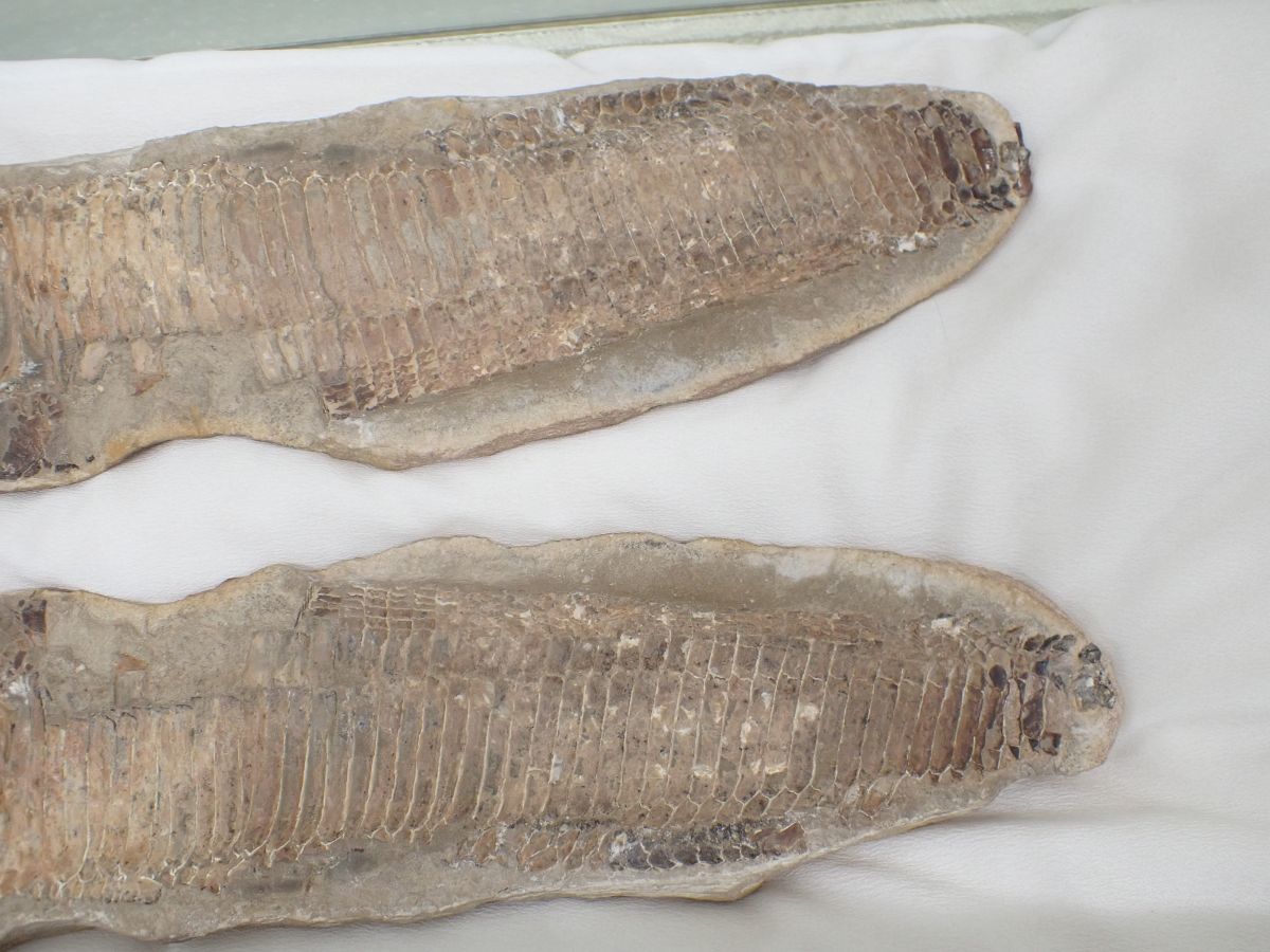☆D651　直接引き取り限定　化石　古代魚　横幅41cm×10cm　1723ｇ、横幅40cm×9.5cm　1211ｇ　鑑賞石_画像3