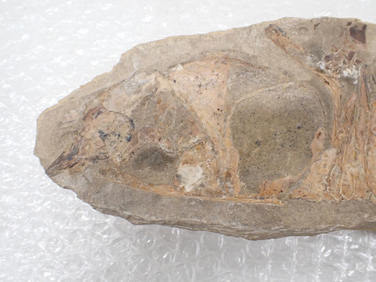 ☆D651　直接引き取り限定　化石　古代魚　横幅41cm×10cm　1723ｇ、横幅40cm×9.5cm　1211ｇ　鑑賞石_画像8