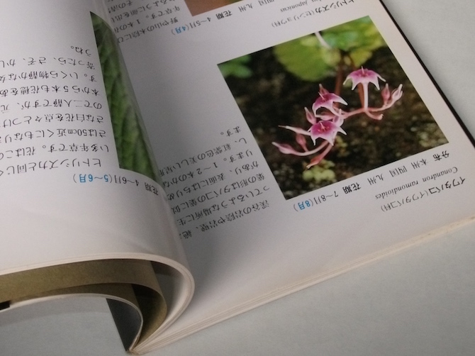  Showa era 62 year the first version six . Alpine plants . guidebook ALPINE FLOWERS Hanshin electro- iron Kobe six . mountain Alpine plants field guide 