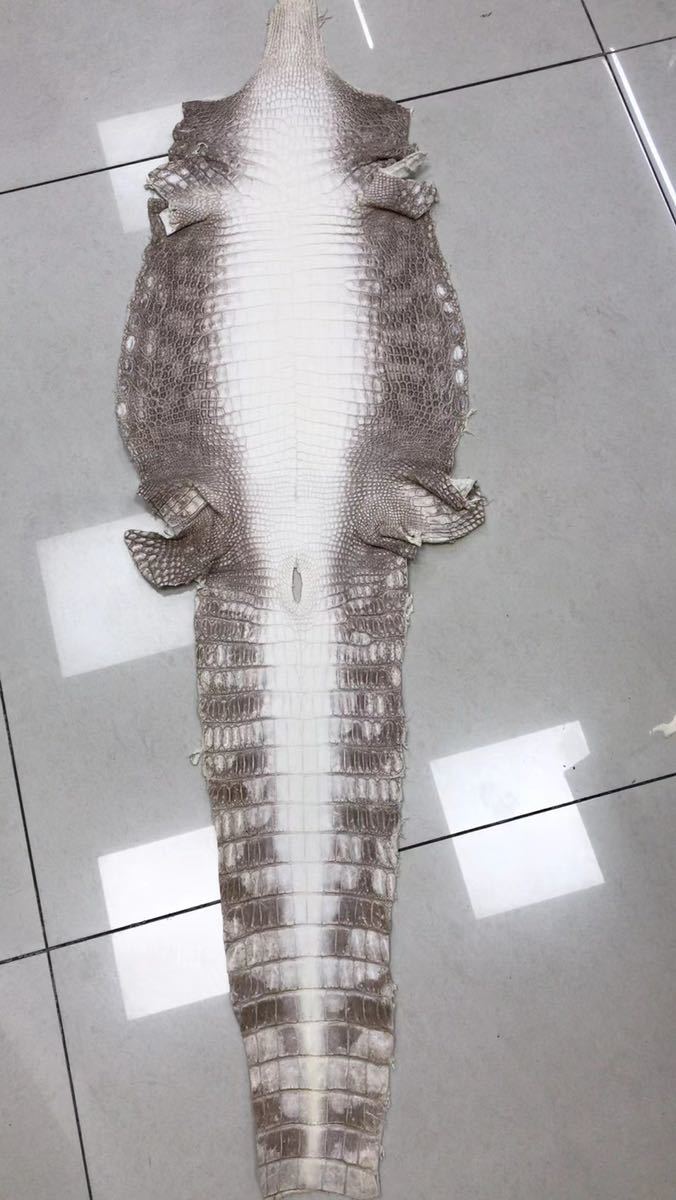 ヒマラヤワニ革/ /橫34cm クロコダイル 天然素材 本物保証 レザークラフト 背部革 手細工 長財布 バッグ用 鞄 ハンドメイド 手作り 材料
