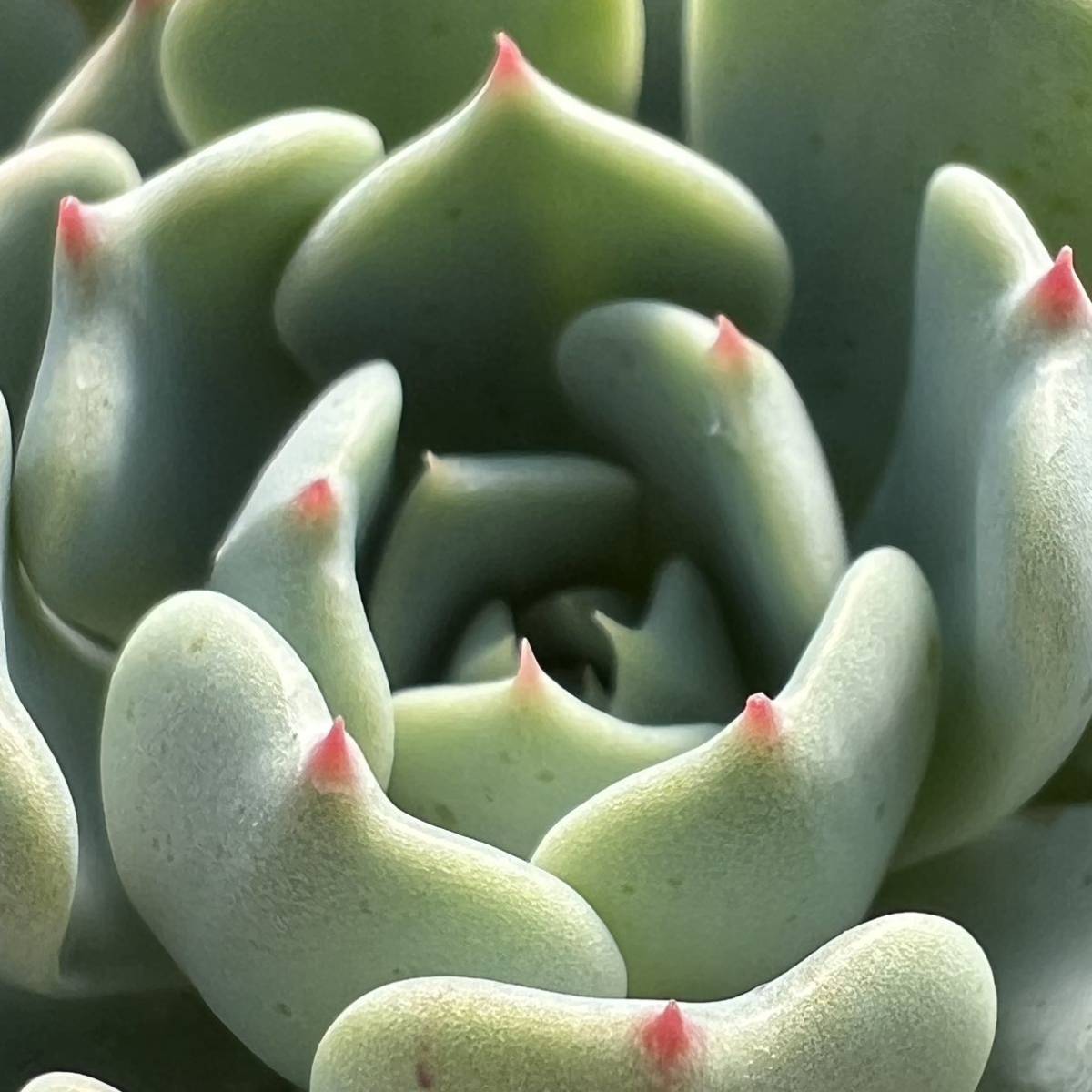 ☆多肉植物☆エケベリア☆美尼養老☆鉢6.5センチ☆_画像2