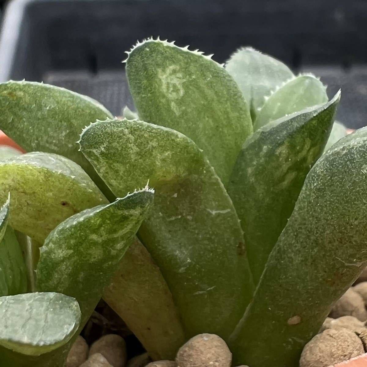 ☆多肉植物☆ハオルチア☆花鏡☆鉢8.5センチ☆_画像4