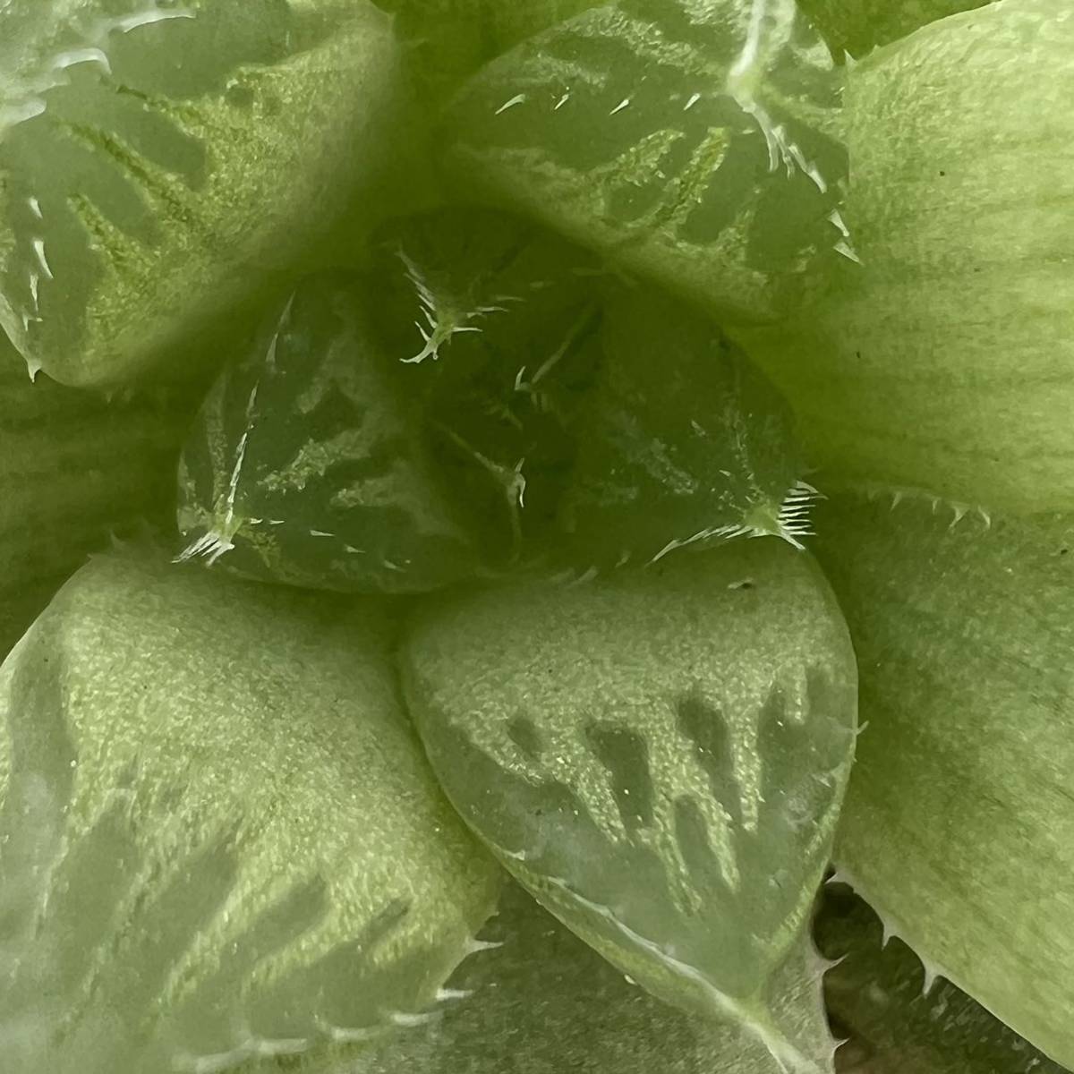 ☆多肉植物☆ハオルチア☆京の華☆鉢6.5センチ☆_画像3