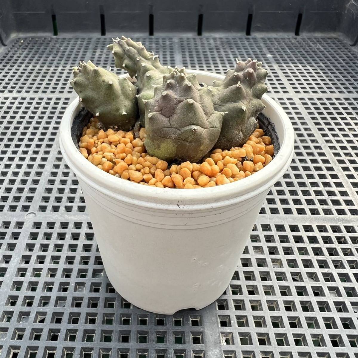 ☆多肉植物☆ガガイモ☆カエスピトーサ☆鉢6.5センチ☆花見本載せました☆_画像9