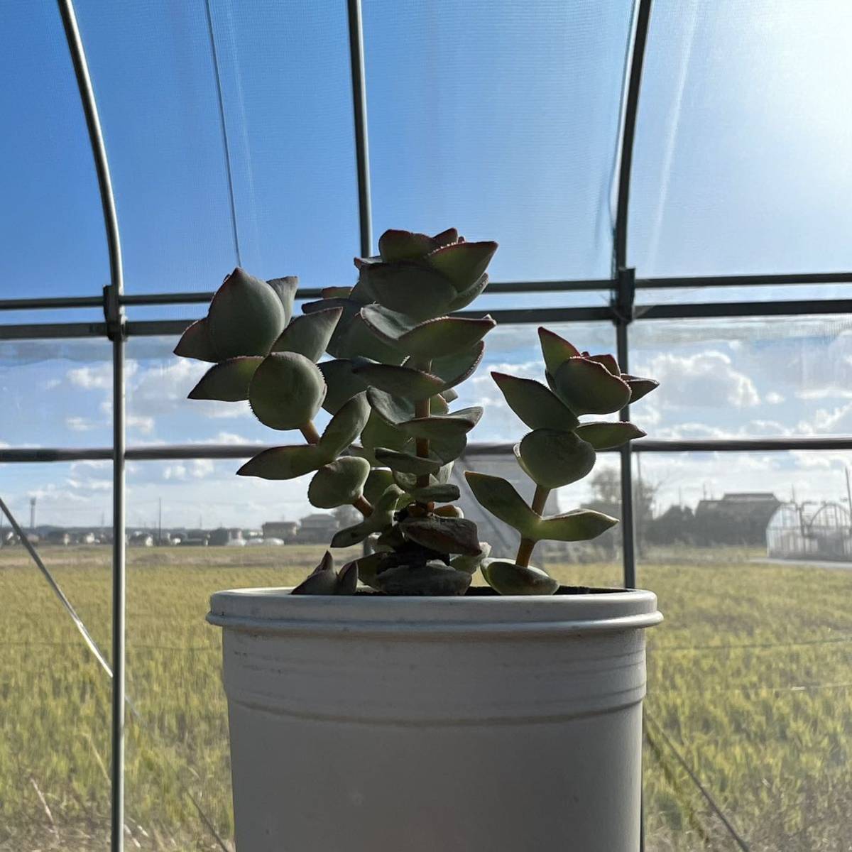 ☆多肉植物☆クラッスラ☆星の王子☆鉢6.5センチ☆_画像10