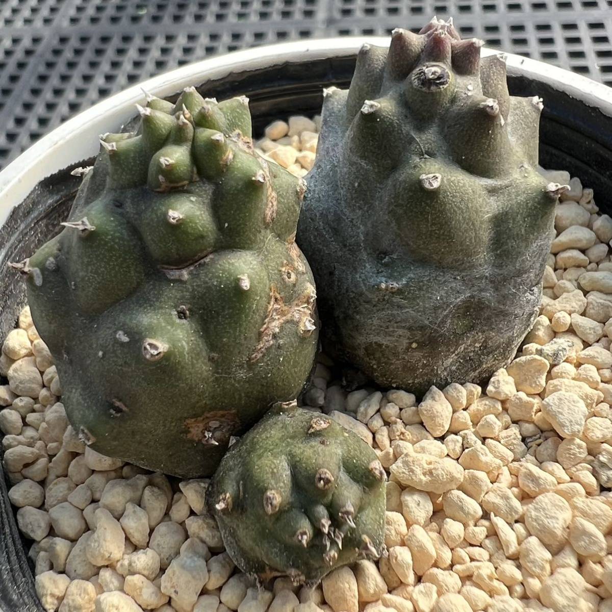 ☆多肉植物☆ガガイモ☆カエスピトーサ☆鉢6.5センチ☆花見本載せました☆_画像1