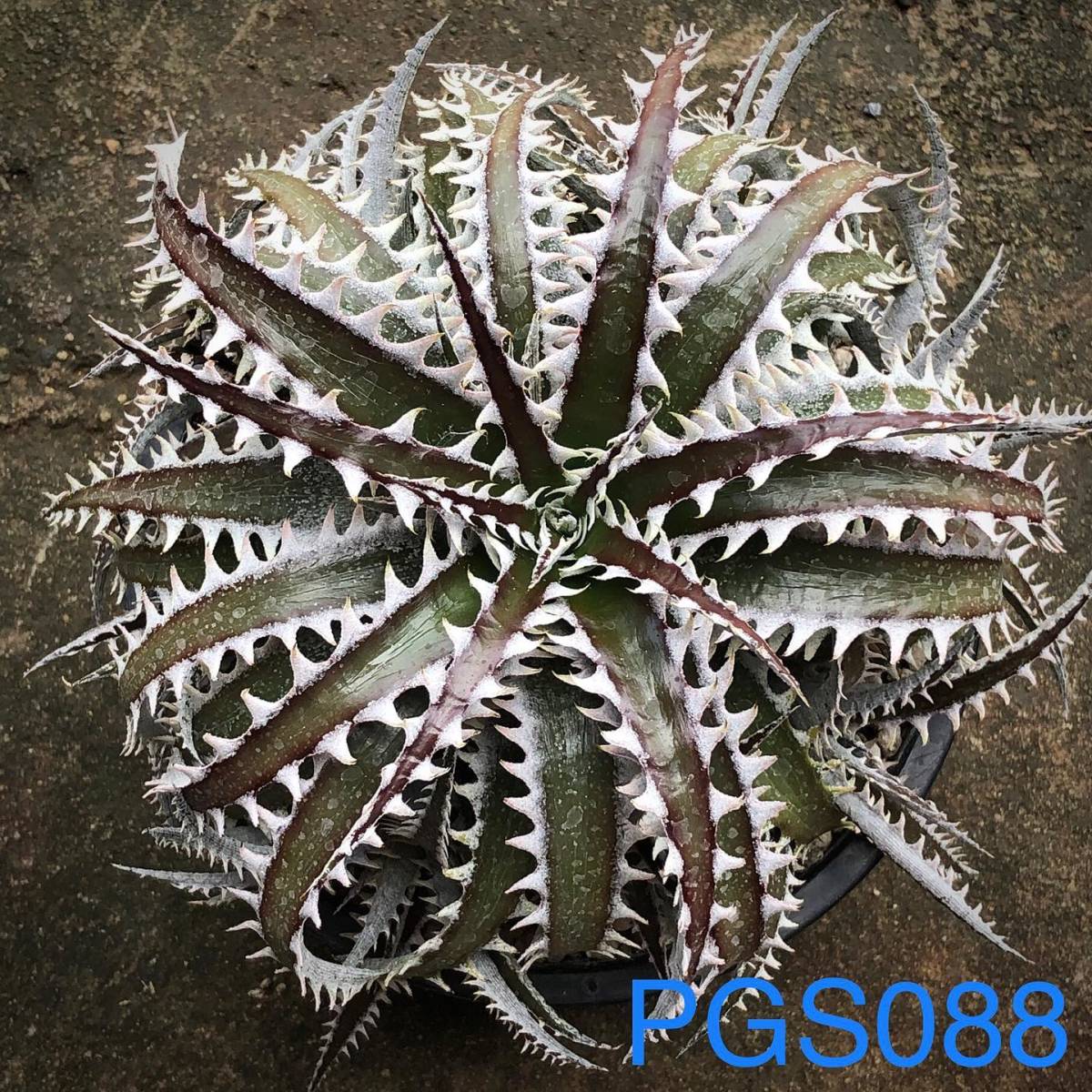 Sale !!! ★☆ 7. ディッキア ☆ PSG088 Otto Bromeliad Hybrid_＊親株の参考写真です