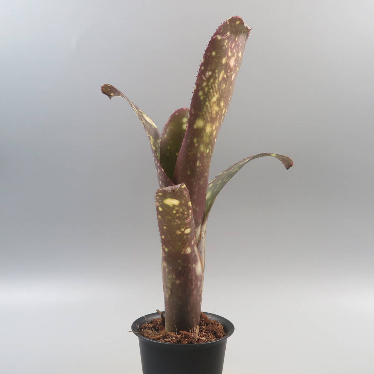 Sale !!! ★☆ ビルベルギア ☆ Billbergia Kawanas Panache ★ タンクブロメリア_画像3