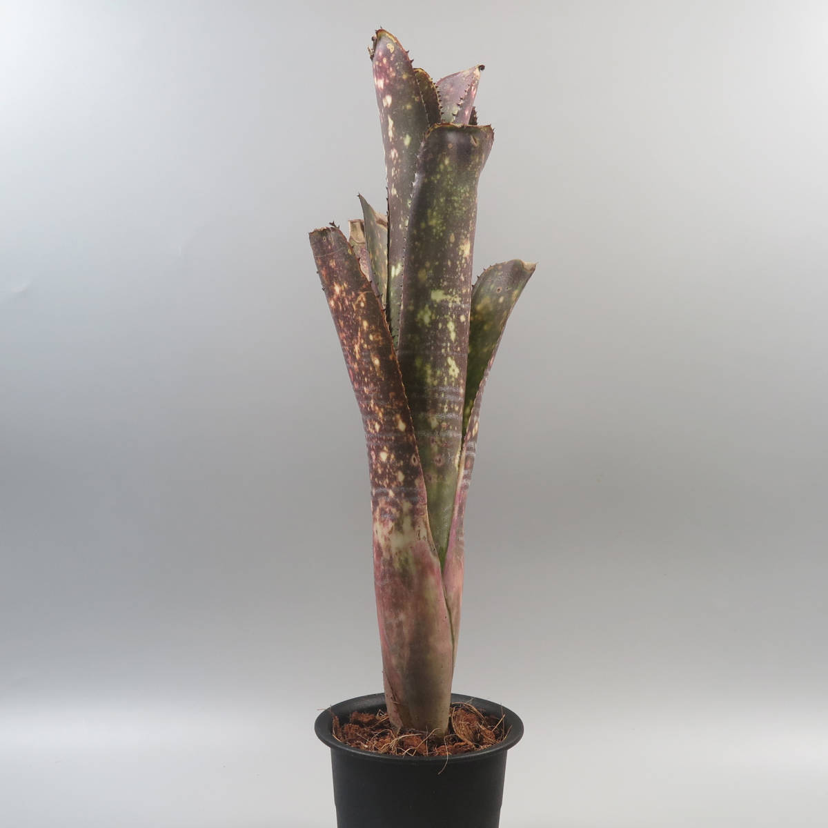 Sale !!! ★☆ ビルベルギア ☆ Billbergia Sangre ★ タンクブロメリア_画像2