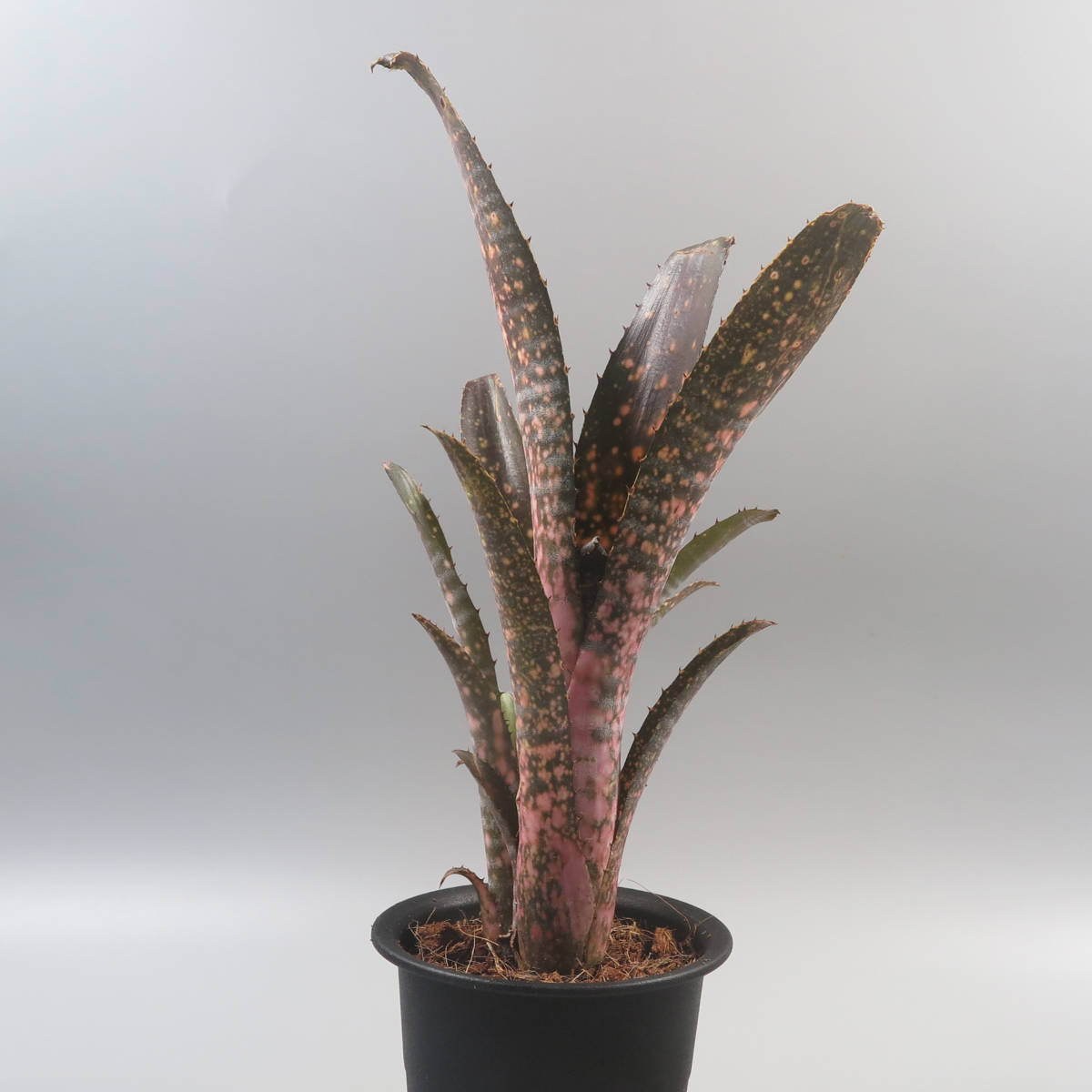 Sale !!! ★☆ ビルベルギア ☆ Billbergia Kolan Apocalyptic x Kolan Crunch ★ タンクブロメリア_画像2