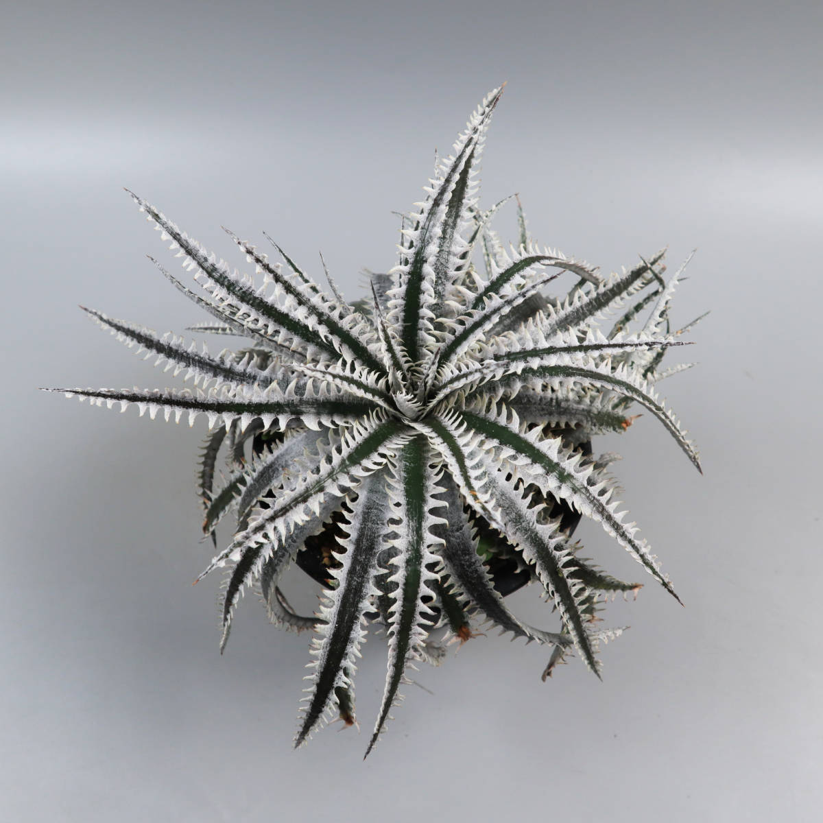 SALE!!! 2.ディッキア ★ Dyckia Tracking code AAA x Nagas #SN096 Sueb Hybrid_画像2