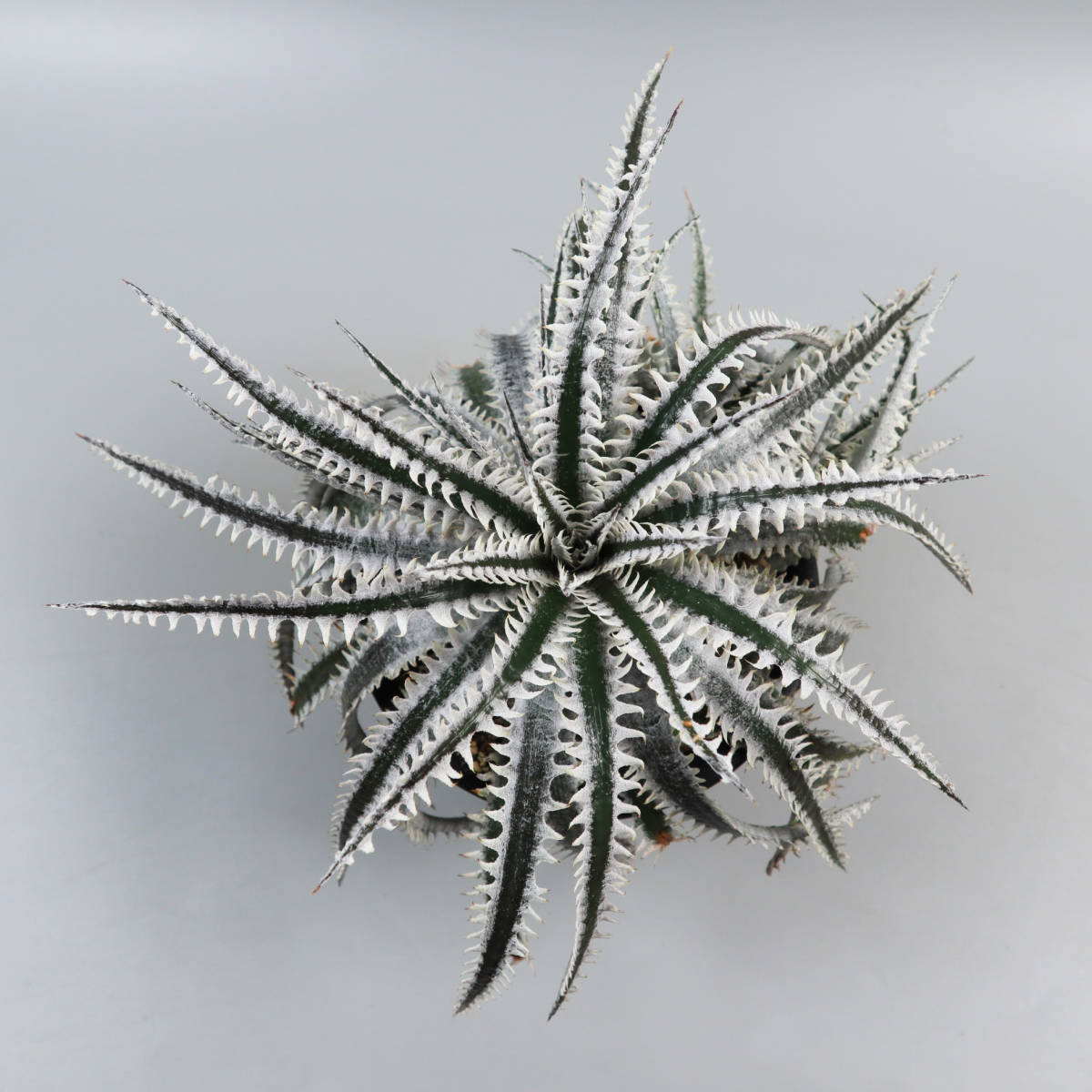 SALE!!! 2.ディッキア ★ Dyckia Tracking code AAA x Nagas #SN096 Sueb Hybrid_画像8