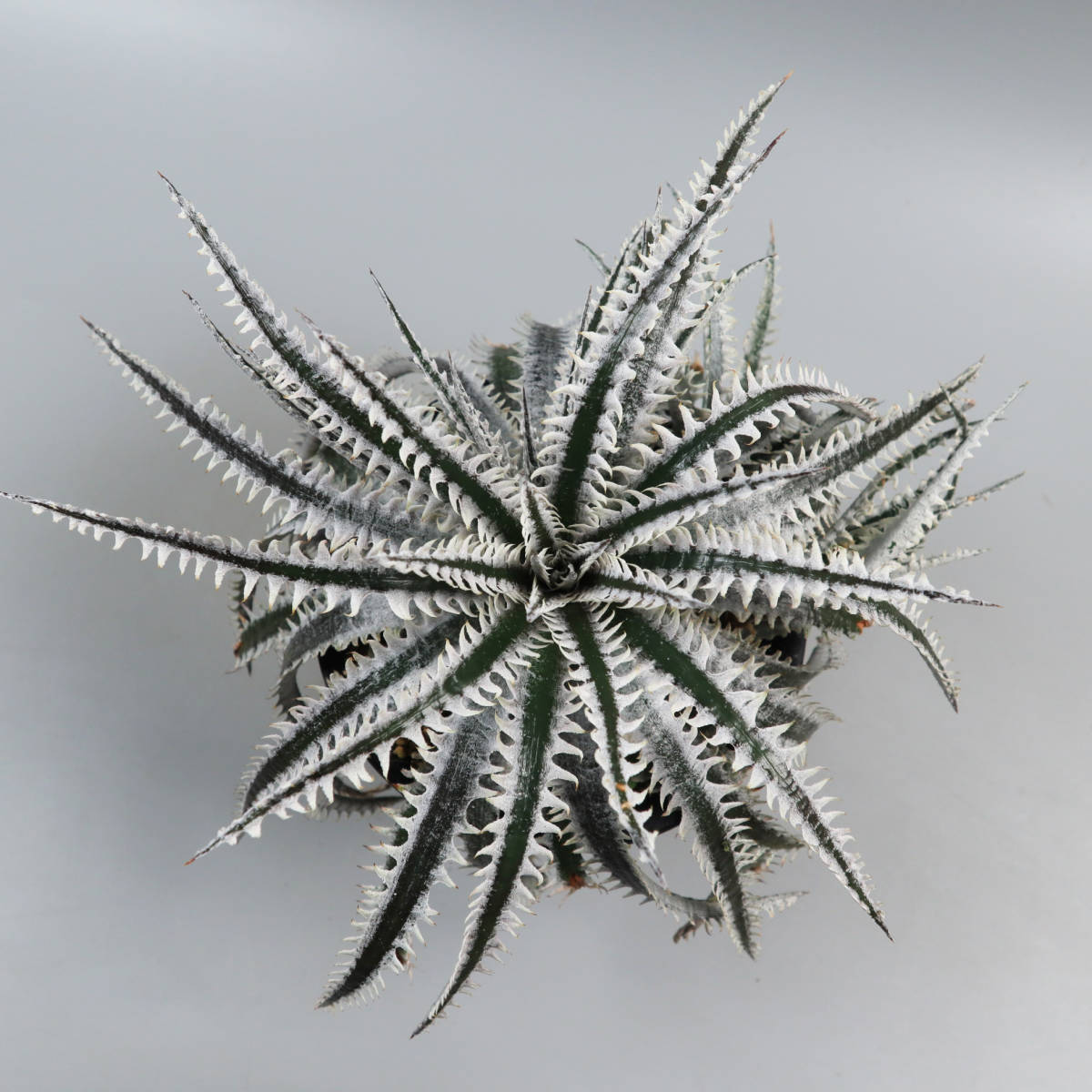 SALE!!! 2.ディッキア ★ Dyckia Tracking code AAA x Nagas #SN096 Sueb Hybrid_画像1