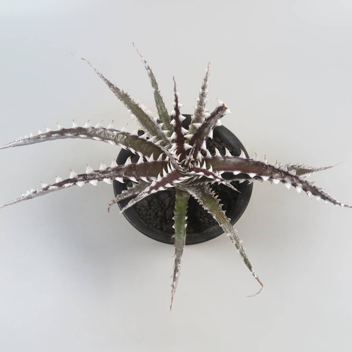 SALE!!! 28. ディッキア ★ Dyckia Samurai Bromeliad Cultivar Register (15405)_画像5