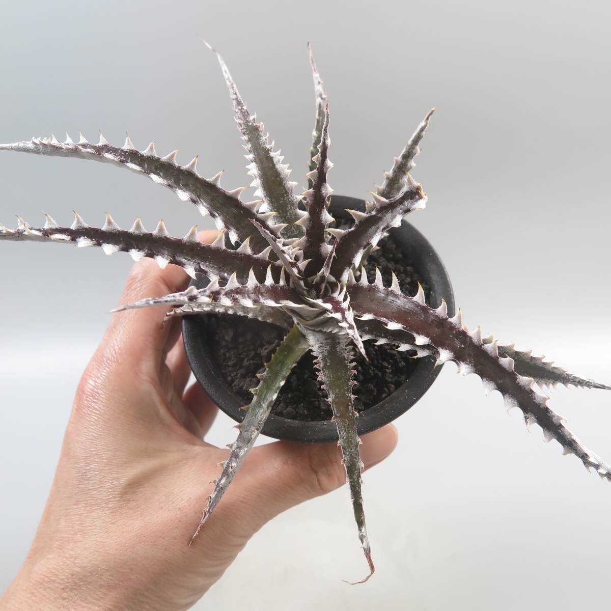 SALE!!! 28. ディッキア ★ Dyckia Samurai Bromeliad Cultivar Register (15405)_画像7