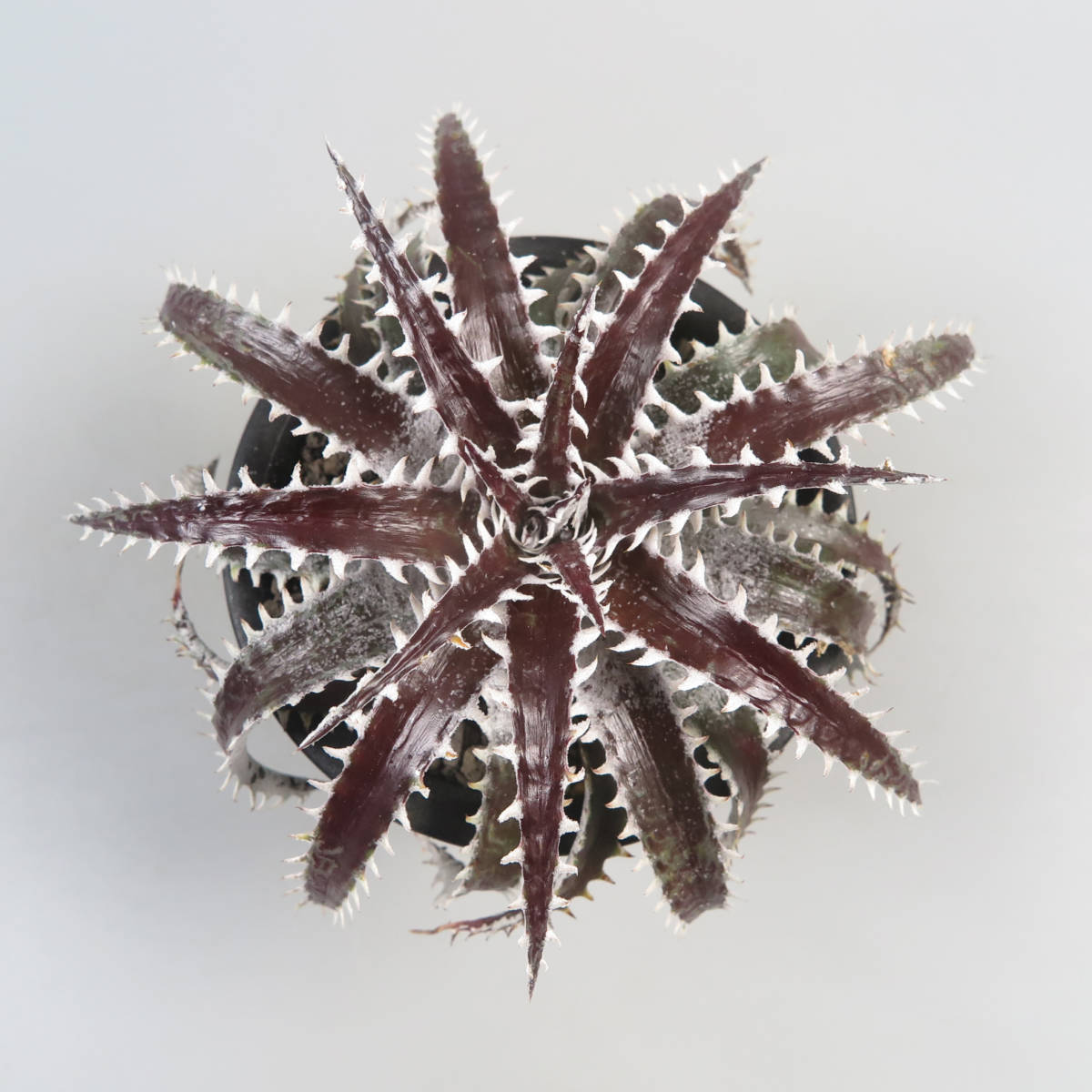 SALE!!! 32. ディッキア ★ Dyckia Foo x Ultimate White 7eveneleaf Hybrid_画像1