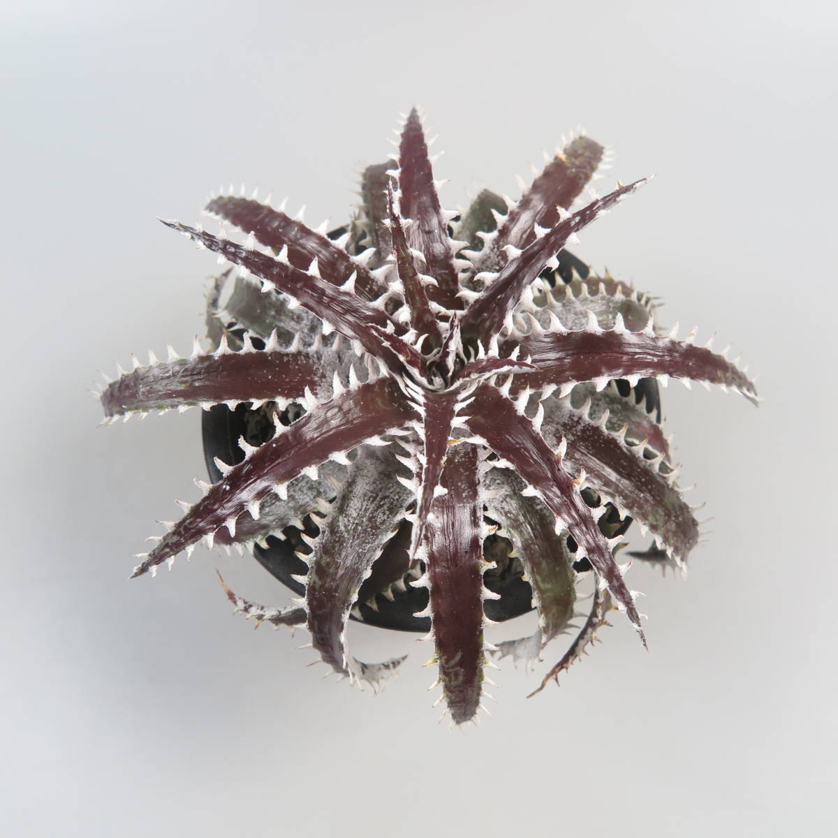 SALE!!! 32. ディッキア ★ Dyckia Foo x Ultimate White 7eveneleaf Hybrid_画像4