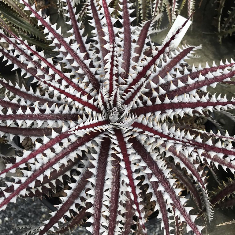 SALE!!! 28. ディッキア ★ Dyckia Samurai Bromeliad Cultivar Register (15405)_＊親株の参考写真です