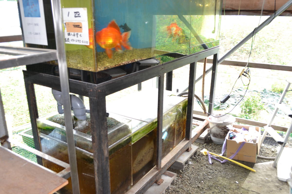  special order acrylic fiber aquarium ( used )