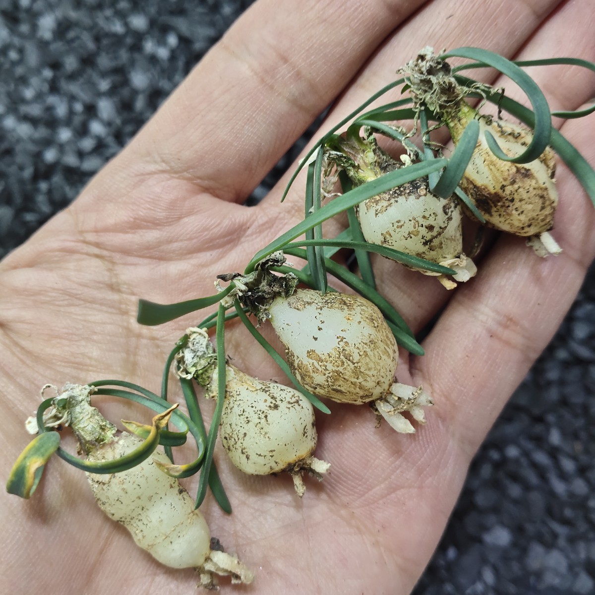 AS70珍奇植物 新種 Gethyllis lata subsp.lata G属 5株同梱_画像1