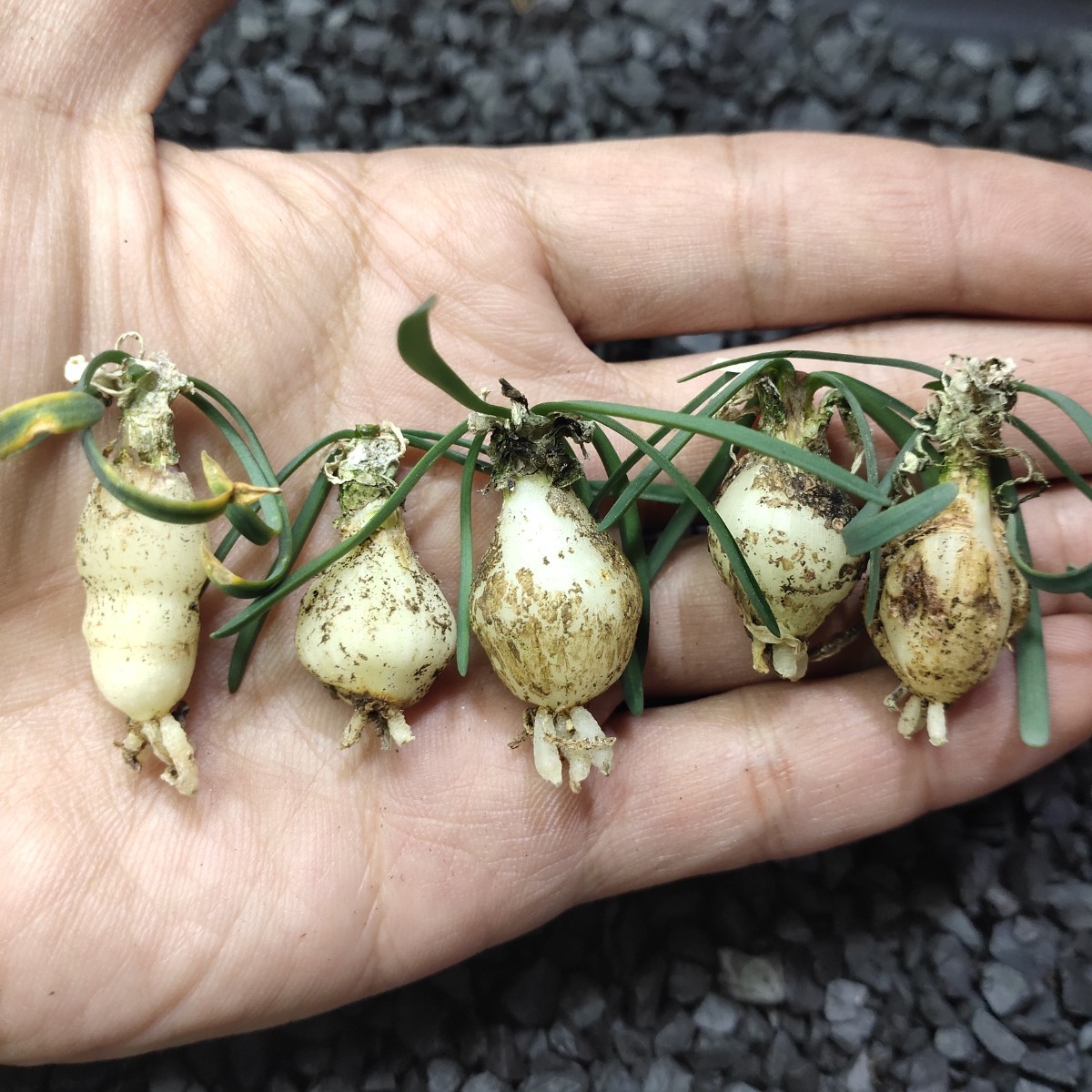 AS70珍奇植物 新種 Gethyllis lata subsp.lata G属 5株同梱_画像6