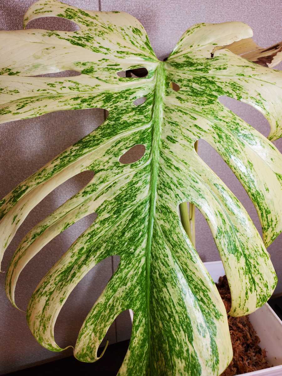 ◆モンステラ・デリシオーサ・ホワイトモンスター”テンシンラン”極上斑！！◆Monstera deliciosa 'White Monster'★　斑入り！天芽！　　_親株参考画像