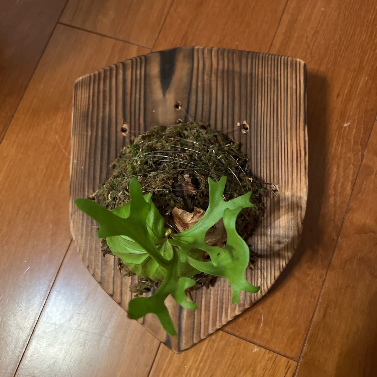  staghorn fern lido Ray Platycerium Ridleyi.. breeding case 1 pieces 