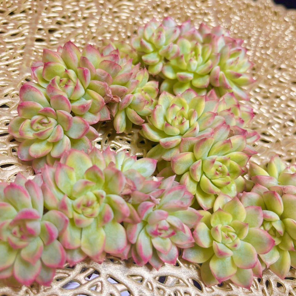 韓国苗多肉植物美苗メビナ錦カット苗(サボテン)|売買された