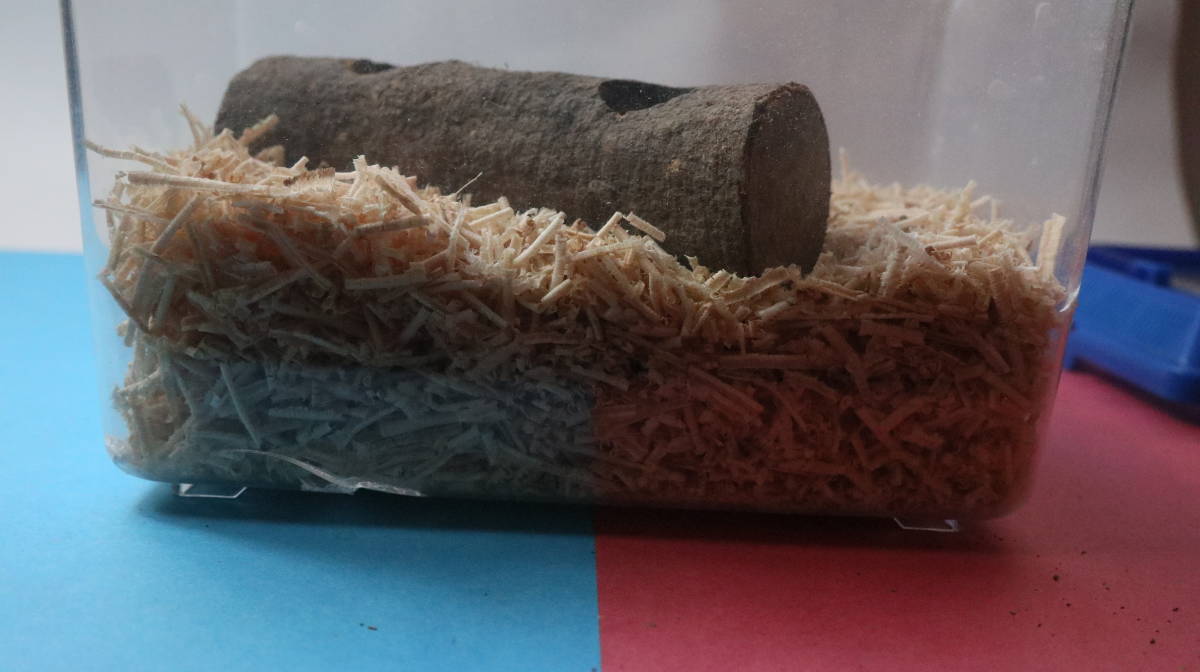 o... взрослое насекомое коврик коврик рогач Kabuto насекомое body сложенный :20x12x6 см стоимость доставки :140 иен 