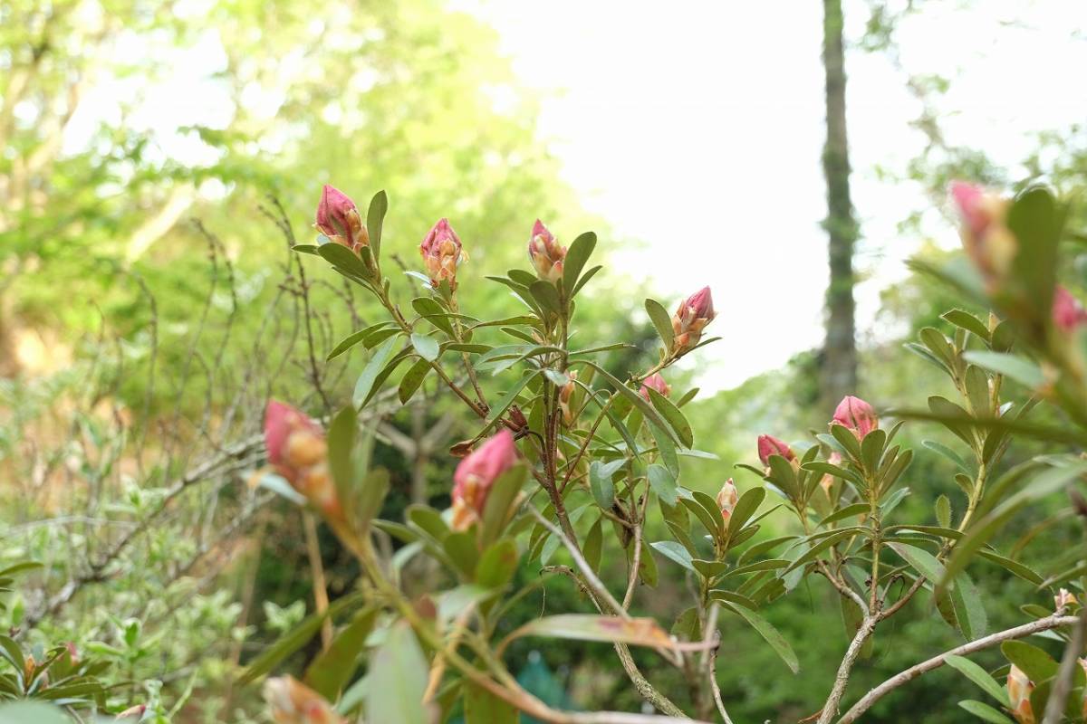 稀少な原種 ： セイヨウシャクナゲ（西洋石楠花） フォルモーサム（R, formosum) 11.26_画像6