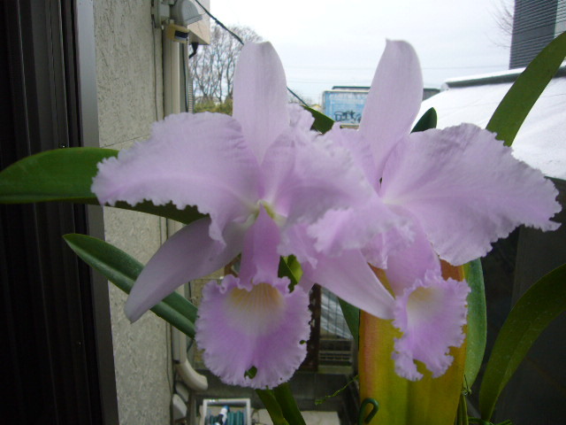 Yahoo!オークション - 洋蘭原種 C.trianae fma.concolor ` Oto Yahoo!オークション - 洋蘭原種 C.trianae fma.concolor ` Oto