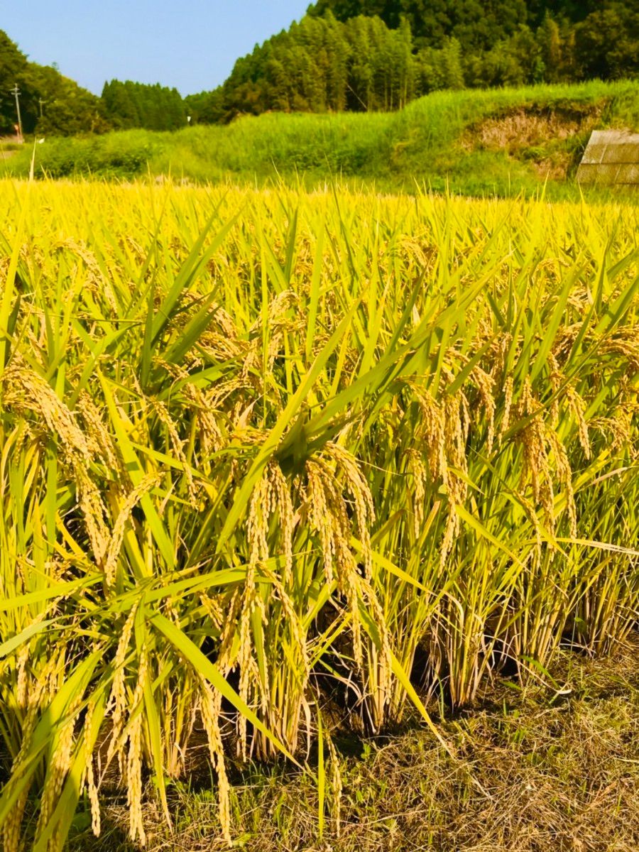 綺麗な湧き水で育った★熊本県産くまさんの輝き★一等米★１．３キロ