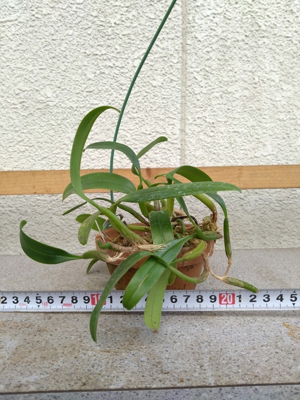洋蘭　原種　ambrosia　現在花はありません_画像4