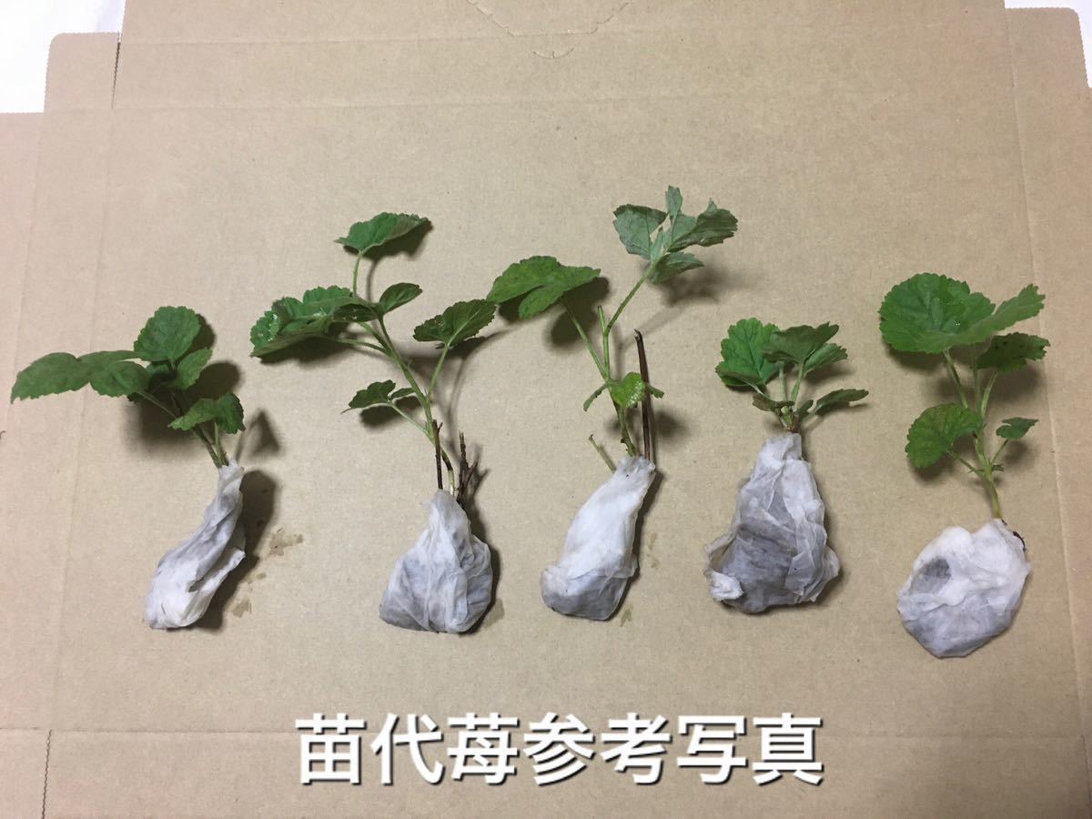 ** ruby red real tree . seedling 2 stock ( small )**laz Berry seedling fee .. sapling Japan tree strawberry wild Berry seedling 