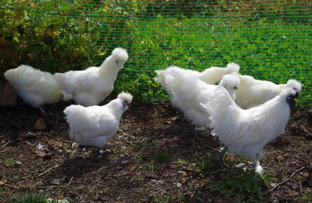 多産烏骨鶏の有精卵6個（食用）の画像4