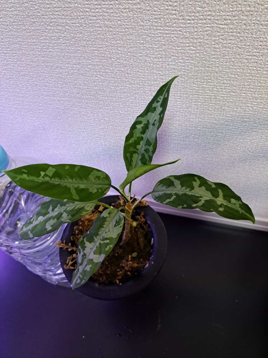 Aglaonema Pictum A しるば～らいん Aceh sumatera【LA0816-03j】アグラオネマ_画像2