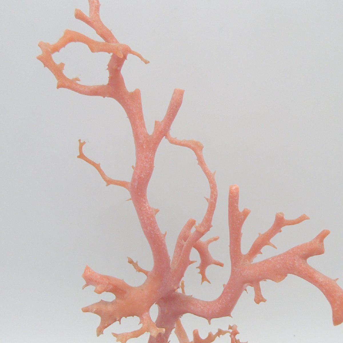◎桃珊瑚　原木　置物　枝　総重量約289.4g　破損有/ 珊瑚 コーラル サンゴ◎KU_画像4