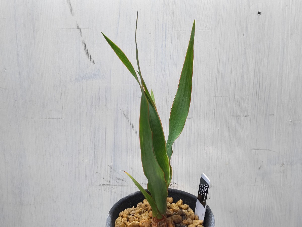 [ prompt decision ] \'Dracaena draco subsp. draco\' 2[ free shipping ]