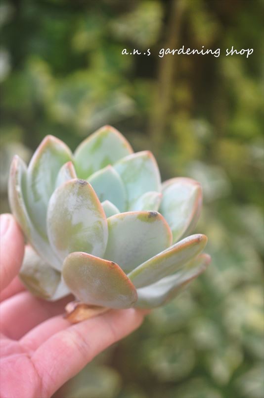 抹茶　大きいです＊カット苗・多肉植物・エケベリア・韓国苗_画像3