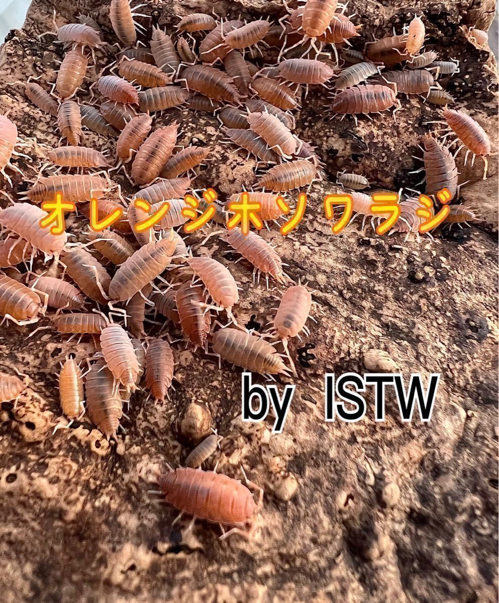 ◆ 活 ◆ オレンジホソワラジムシ 幼体から成体 100匹 ワラジムシ 両生類 爬虫類 餌 奇蟲 ISTW_画像1