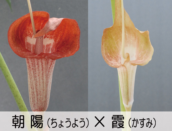 ウラシマソウ 極淡色赤花交配 『朝陽×霞』 ML球 1球 (B) 【一作開花球】 (浦島草、山野草、テンナンショウ)_画像8