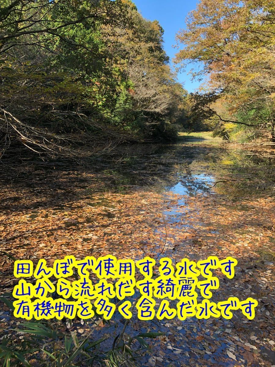 〈谷津田の米〉令和5年 新米 茨城県産 常陸太田産 コシヒカリ 白米２キロ☆農家直送_画像3