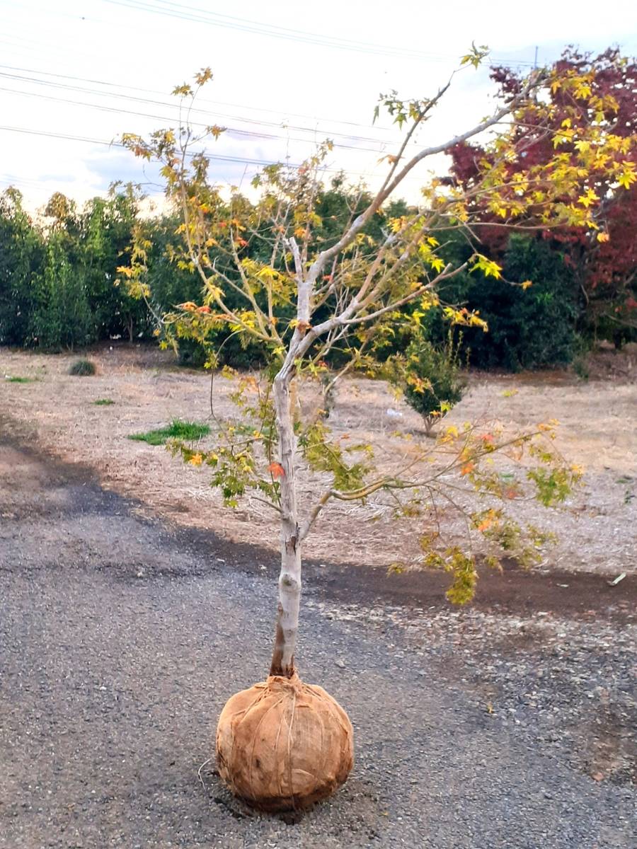 !momiji rare goods kind [ orange Dream ] new green. vivid yellow color height is bottom part from 250 centimeter degree [ bending ]. is fat. reality goods!