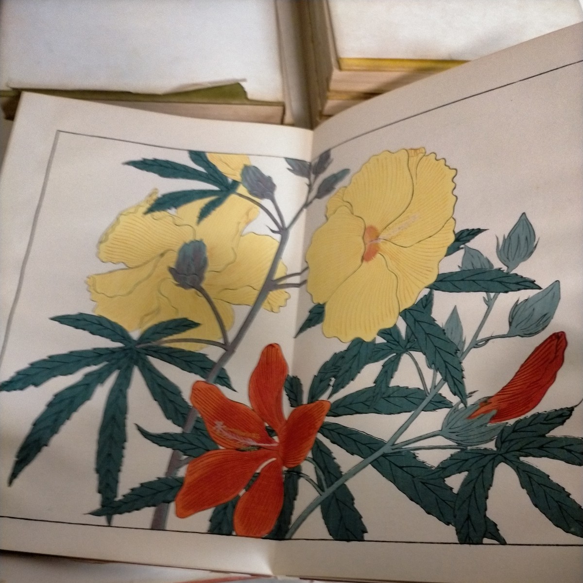 四季の花 全10巻揃 帙入り 芸艸堂 酒井抱一/鈴木其一/中野其明 彩色木