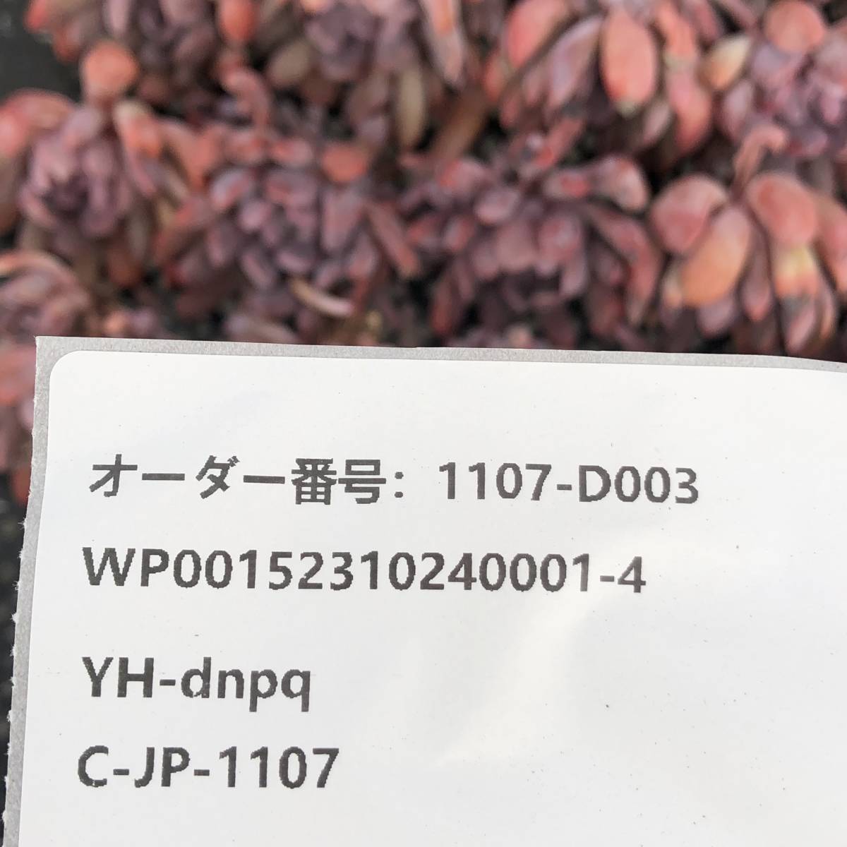 多肉植物24個 1107-D003 キューピッド *送料調整　入札前に確認してください。* エケベリア カット苗 _画像3