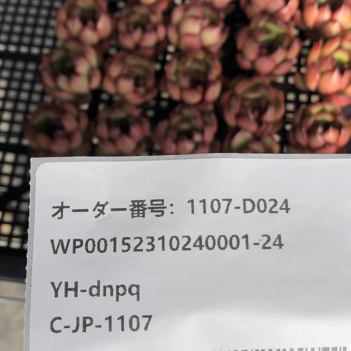 多肉植物24個 1107-D024 レッドモラン *送料調整　入札前に確認してください。* エケベリア カット苗 _画像3