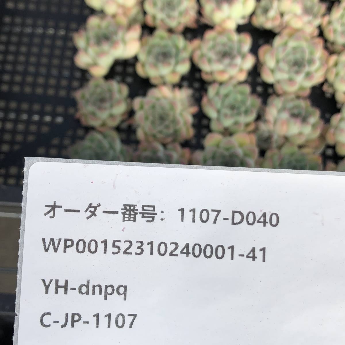 多肉植物24個 1107-D040 プレーンアイス *送料調整　入札前に確認してください。* エケベリア カット苗 _画像3