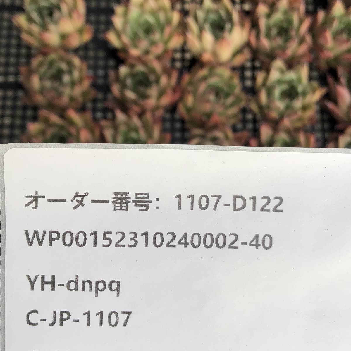 多肉植物24個 1107-D122 ハロウィン *送料調整　入札前に確認してください。* エケベリア カット苗 _画像3