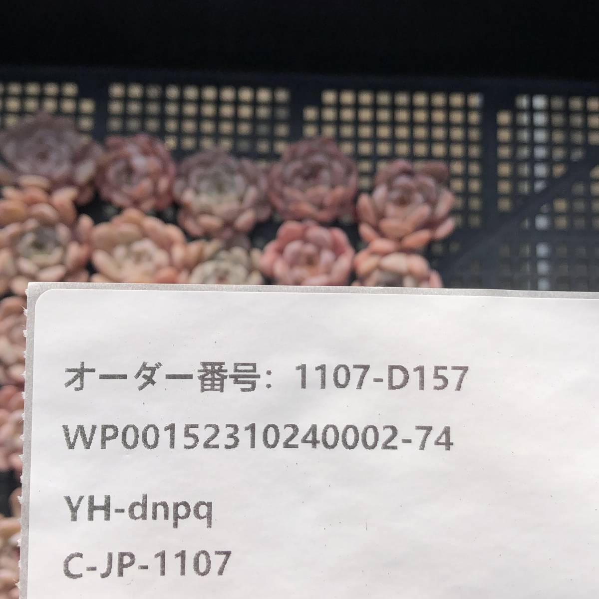 多肉植物24個 1107-D157 Sierra Hyb *送料調整　入札前に確認してください。* エケベリア カット苗 _画像3